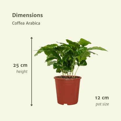 Coffea Arabica (Kaffeepflanze) - 2 Stücke - Pflanzfix24.de - Pflanzfix24.de