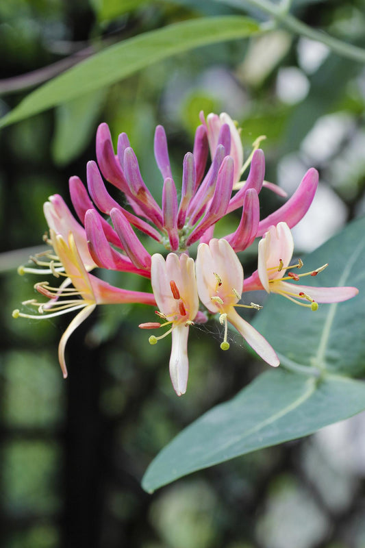 Lonicera periclymenum 'Belgica' - Ø15cm - ↕65cm - Pflanzfix24
