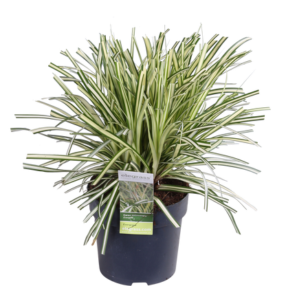 3x Carex hachijoensis 'Evergold' - 30cm - Ø14 - Pflanzfix24