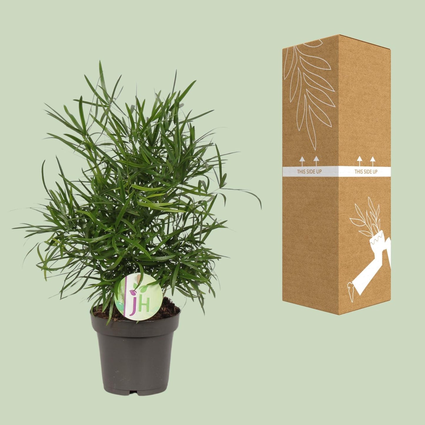 Asparagus Falcatus - Ø12cm - ↕30cm by Pflanzfix24