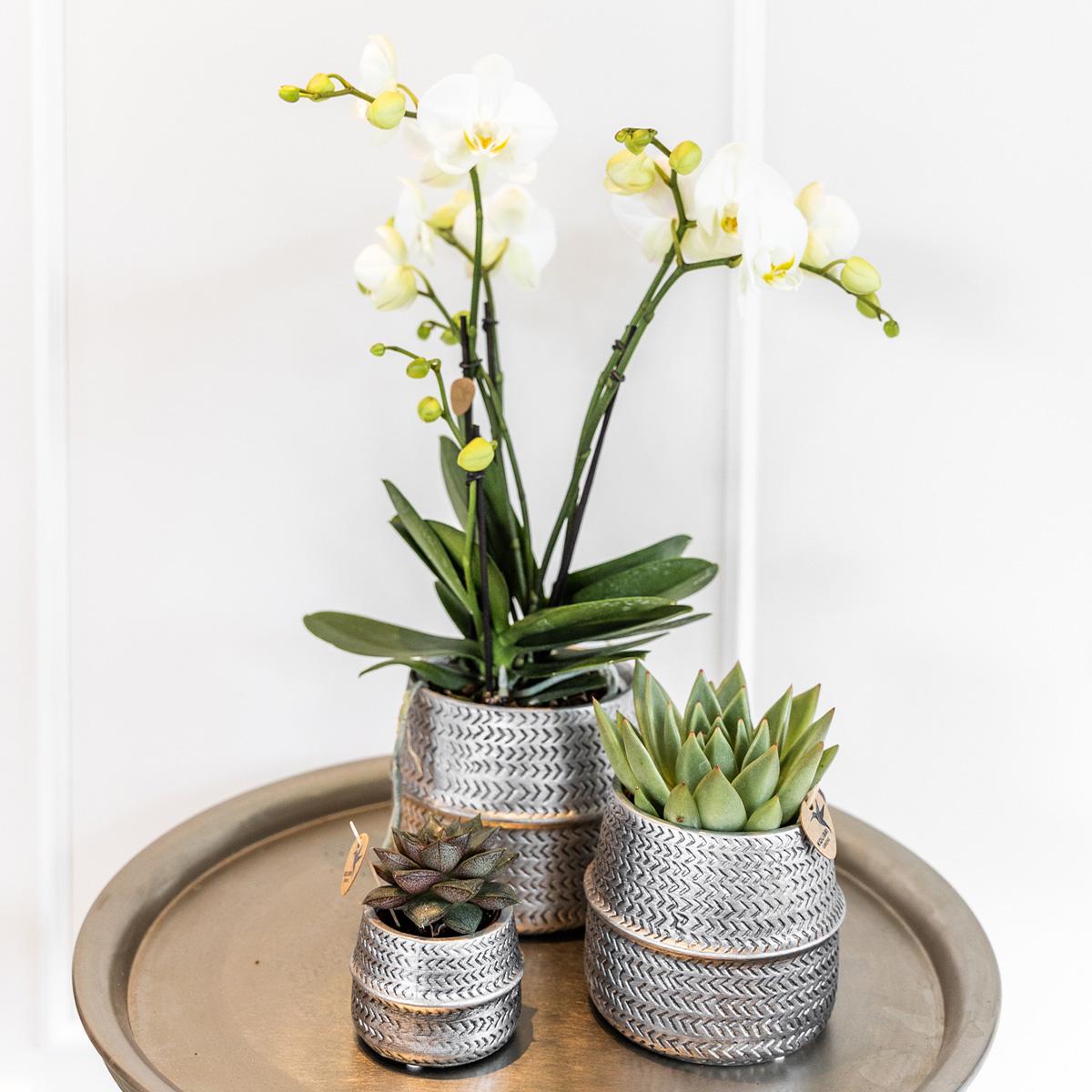 Pflanzenset Groove Silber mit Orchidee & Sukkulente – Pflanzfix24.de - Pflanzfix24.de