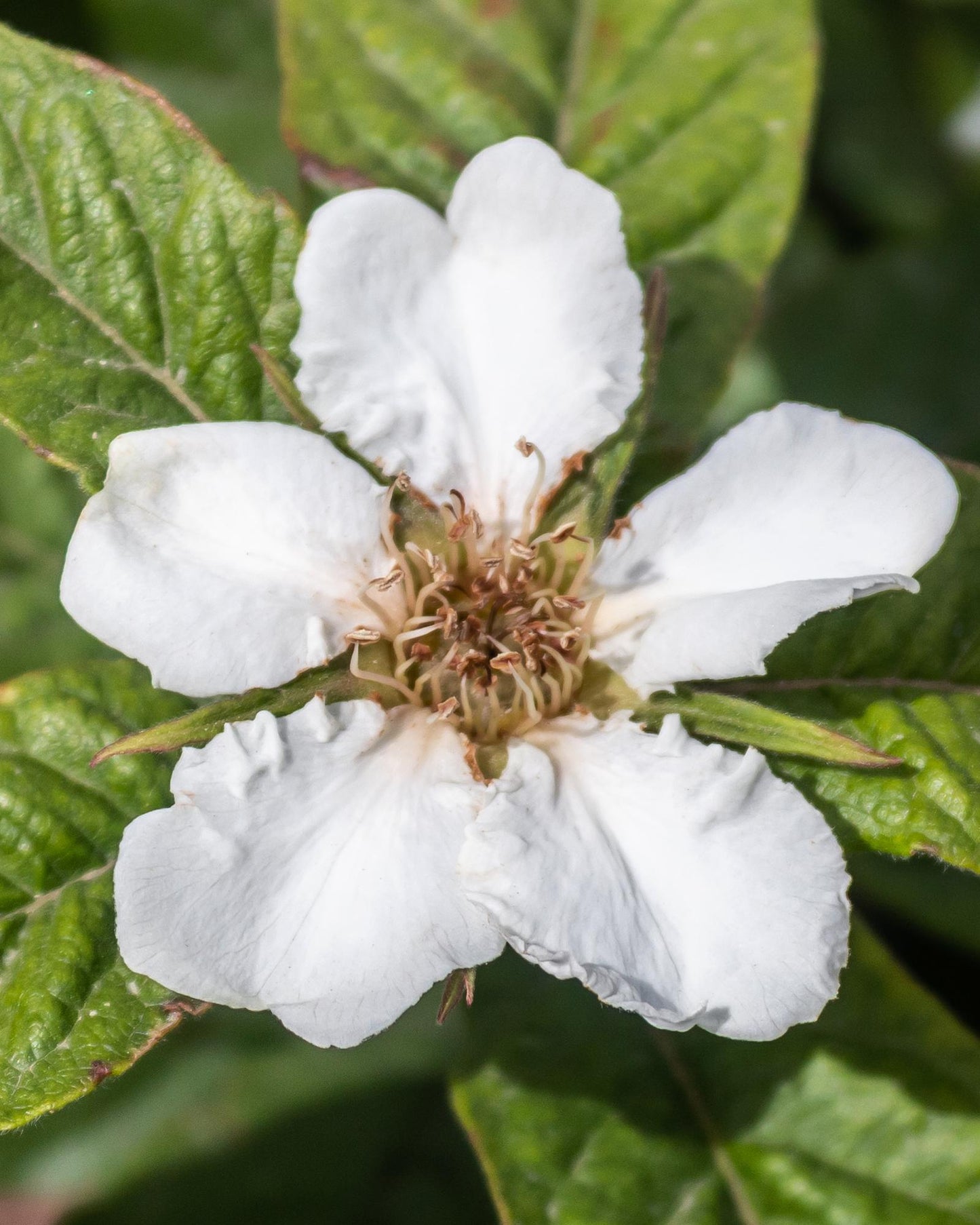 Mespilus Germanica 'Westerfield' - Ø23cm - ↕120cm - Pflanzfix24
