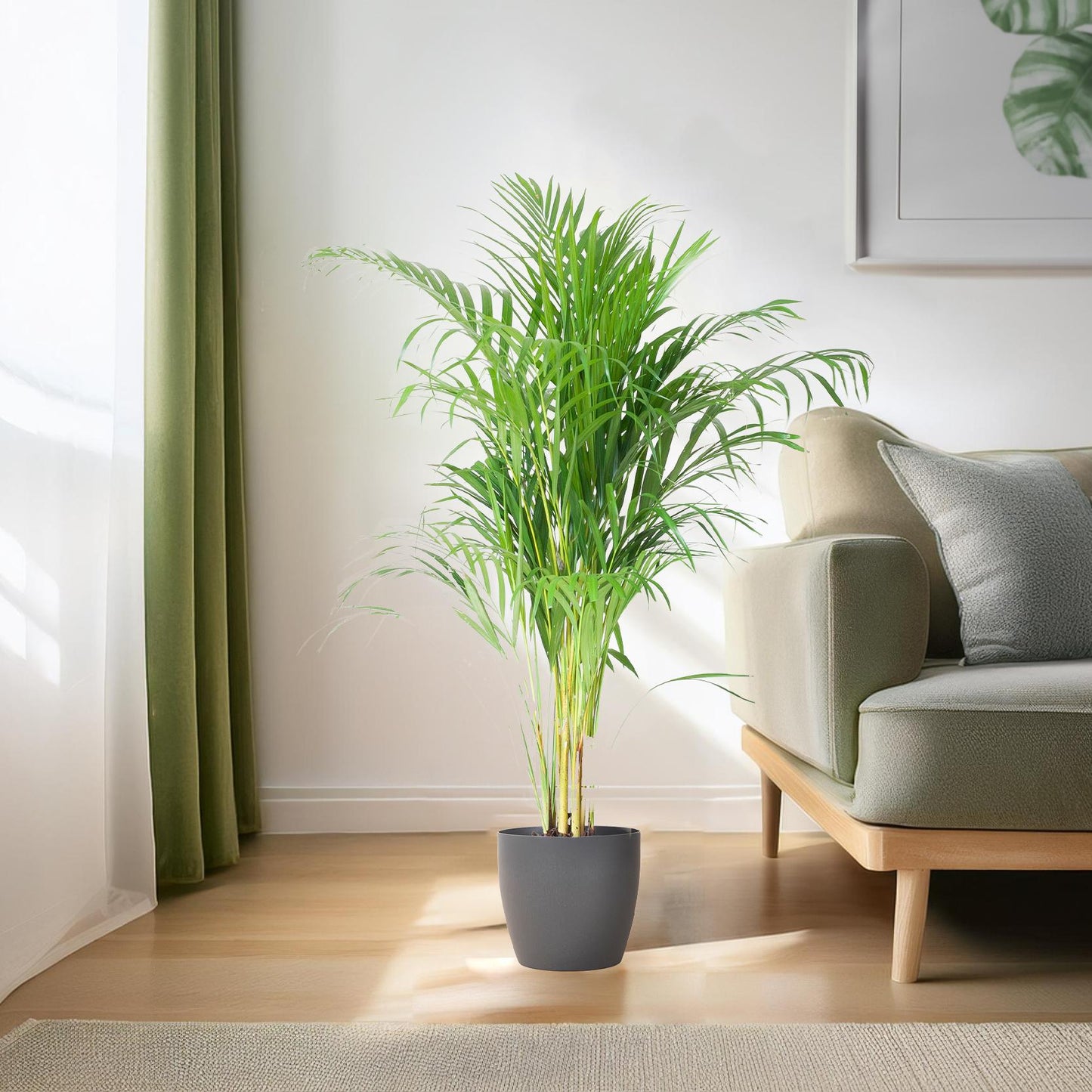 Areca Palm (Dypsis) mit Viber Grau - 100cm - Ø21 - Pflanzfix24