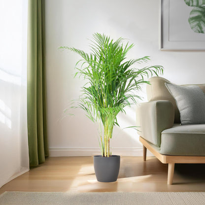 Areca Palm (Dypsis) mit Viber Grau - 100cm - Ø21 - Pflanzfix24