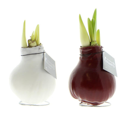 No Water Flowers® (wax amaryllis) | Waxz® Colours Classic duo Mix (2 pack) + Red & White flower - Pflanzfix24