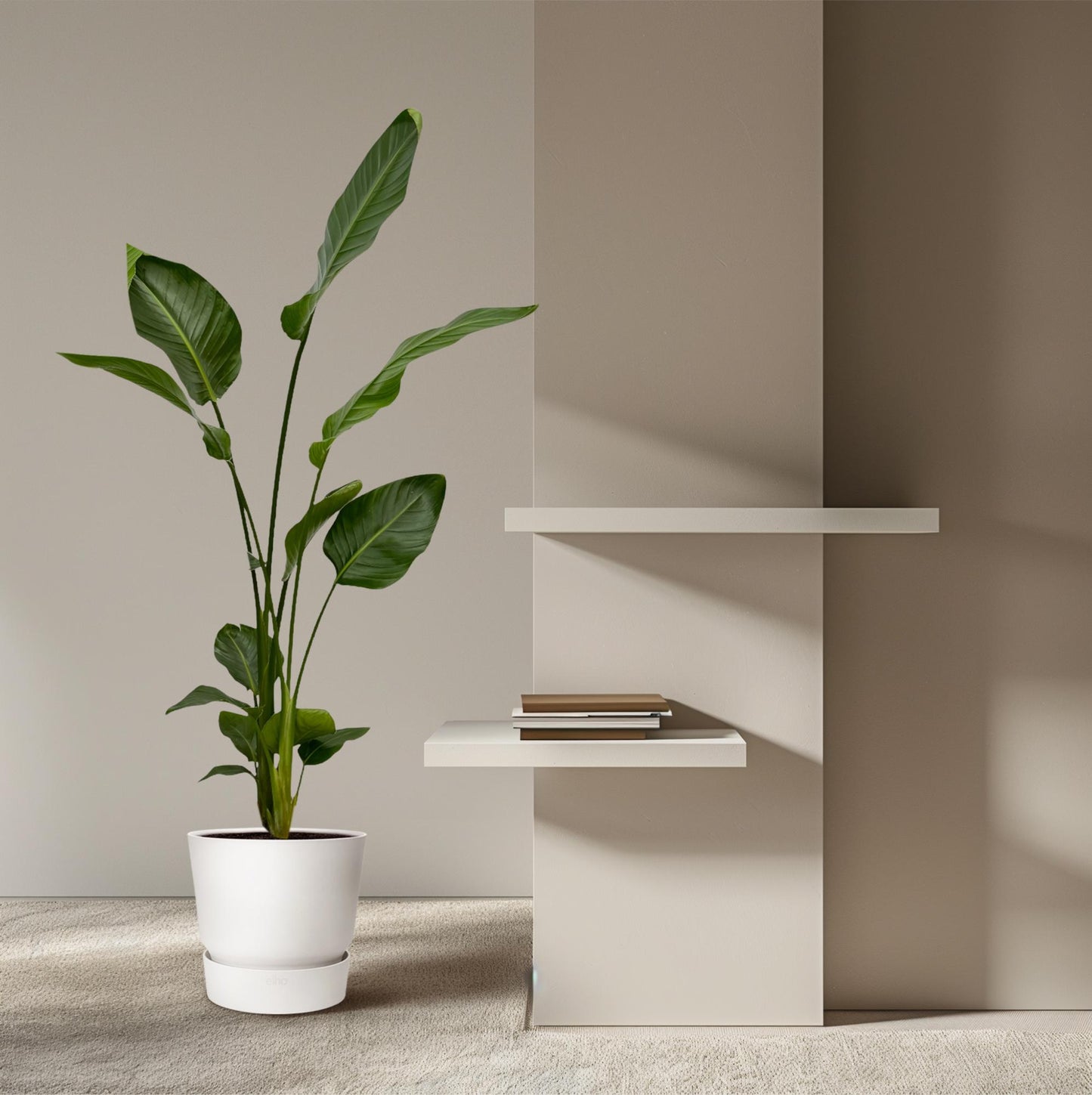 2x Strelitzia Nicolai - 130 cm - Ø17 bei Pflanzfix24.de - Pflanzfix24.de