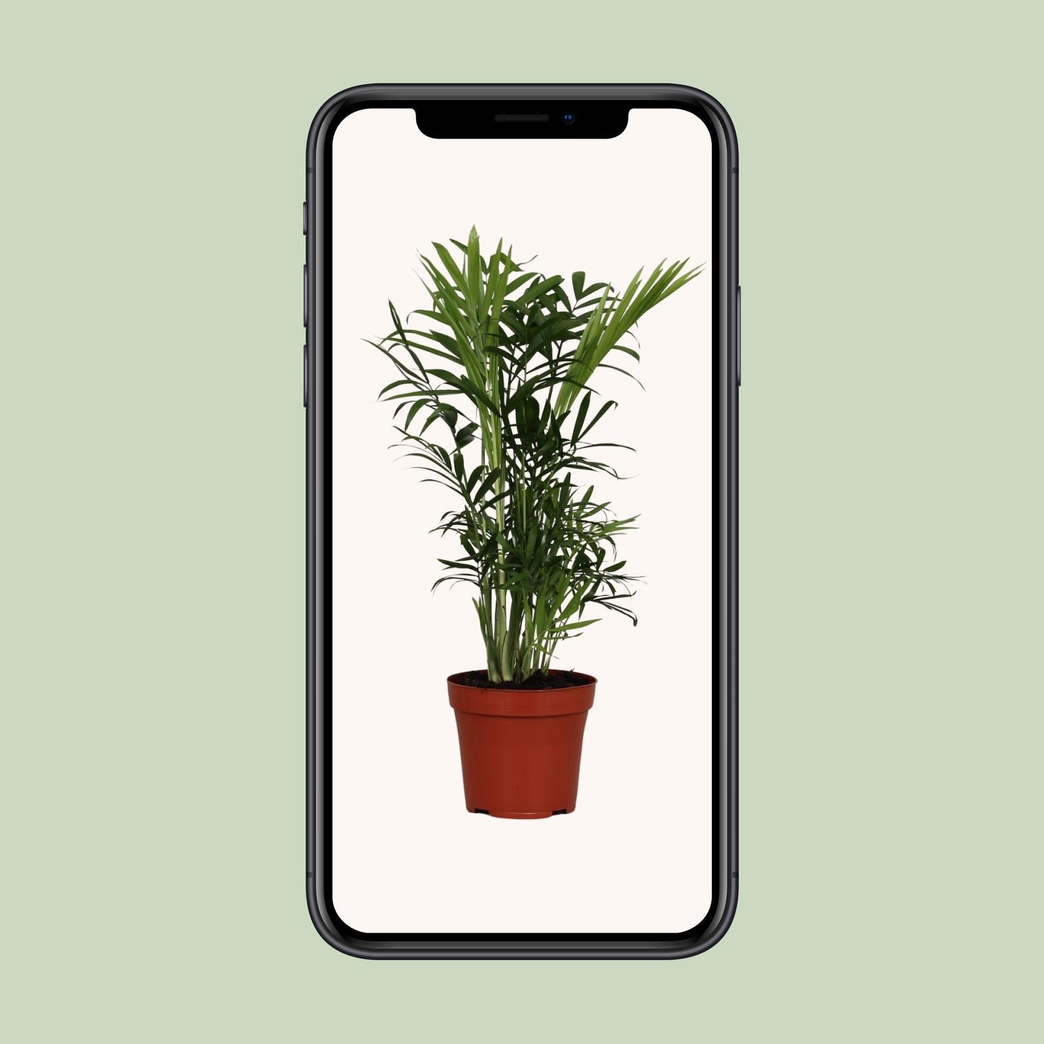 Chamaedorea Elegans - Ø12cm - ↕40cm bei Pflanzfix24.de - Pflanzfix24.de