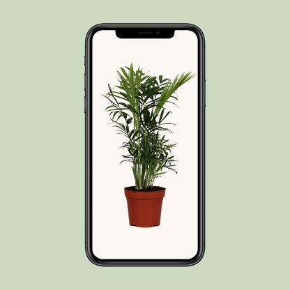 Chamaedorea Elegans - Ø12cm - ↕40cm bei Pflanzfix24.de - Pflanzfix24.de