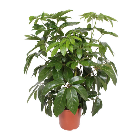 Schefflera Actinophylla Amate - Ø30cm - ↕120cm von Pflanzfix24
