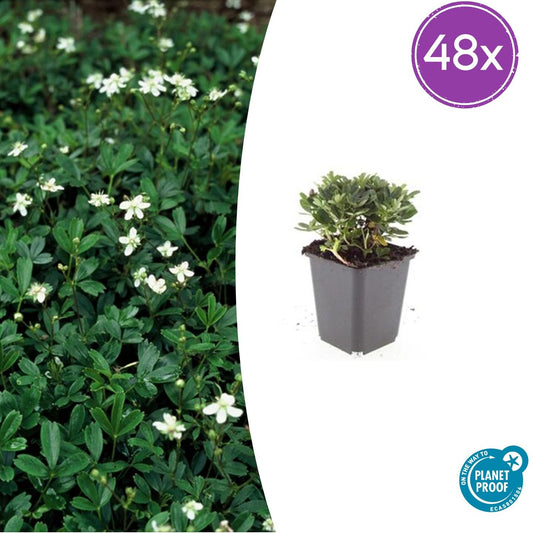 48x Potentilla tridentata 'Nuuk' - ↕10-25cm - Ø9cm - Pflanzfix24