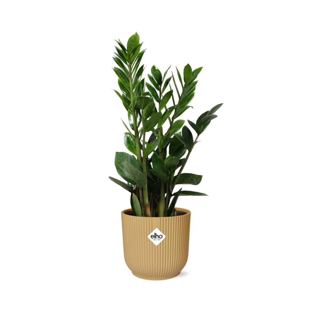 Zamioculcas ZZ-Pflanze 45–50 cm gelber Elho-Topf – Pflanzfix24