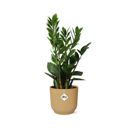 Zamioculcas ZZ-Pflanze 45–50 cm gelber Elho-Topf – Pflanzfix24