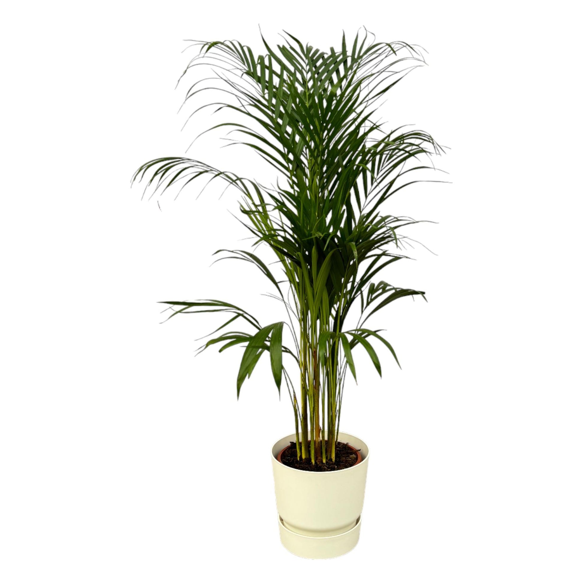 Areca Palm - 110cm - Ø21cm inkl. elho Greenville Round weiß D24xH23 - Pflanzfix24.de - Pflanzfix24.de