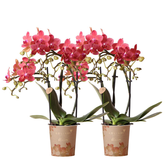 2er Set Phalaenopsis Kongo Rot Ø9cm – Combi Deal | Pflanzfix24.de - Pflanzfix24.de