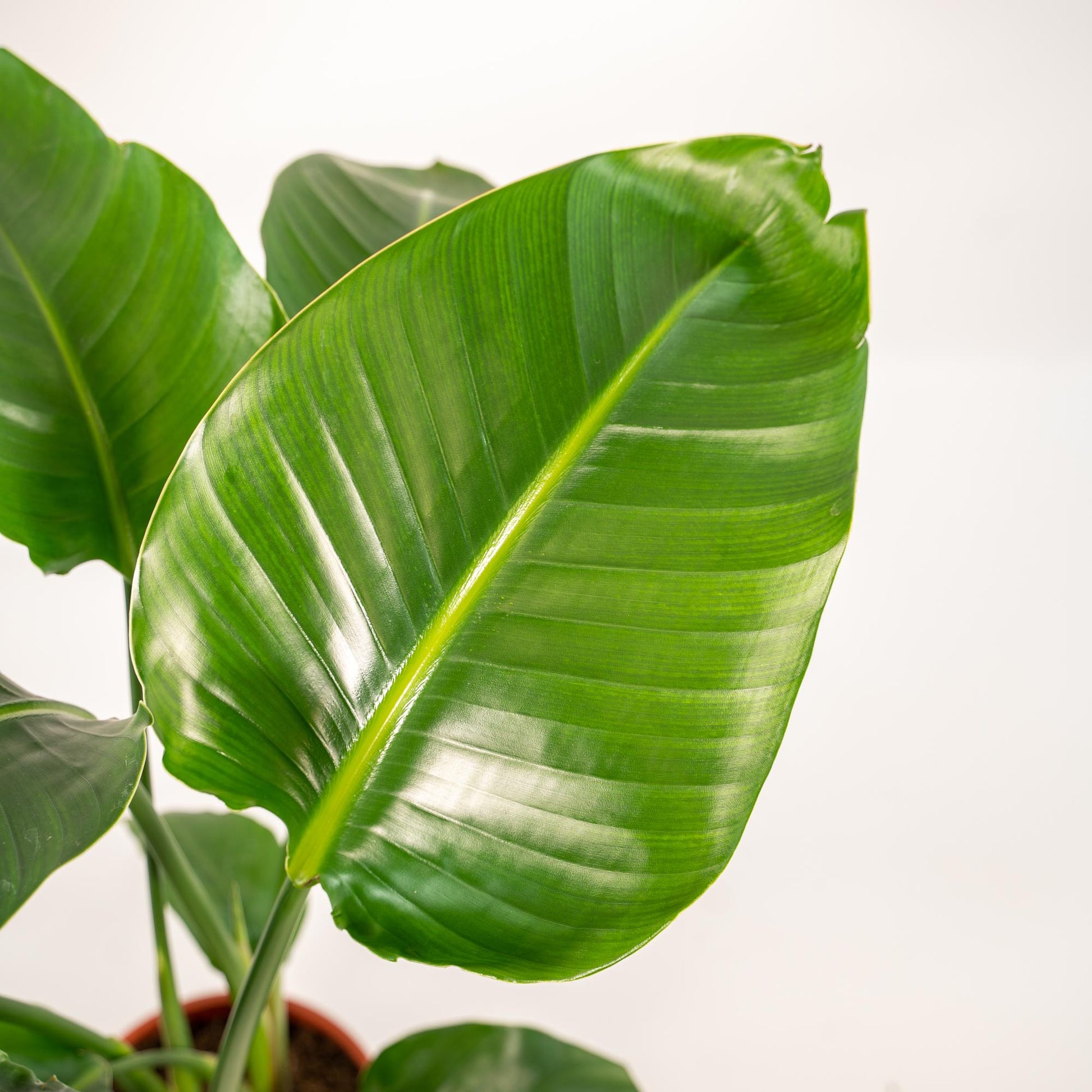 Strelitzia Nicolai 90cm + Korb Selin – Pflanzfix24.de - Pflanzfix24.de