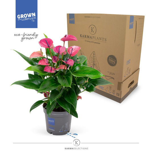 Anthurium Purple - Ø17cm - ↕50cm - Pflanzfix24