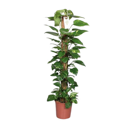 Epipremnum Pinnatum Mosstok 120cm Scindapsus - Ø24cm - ↕120cm - Pflanzfix24
