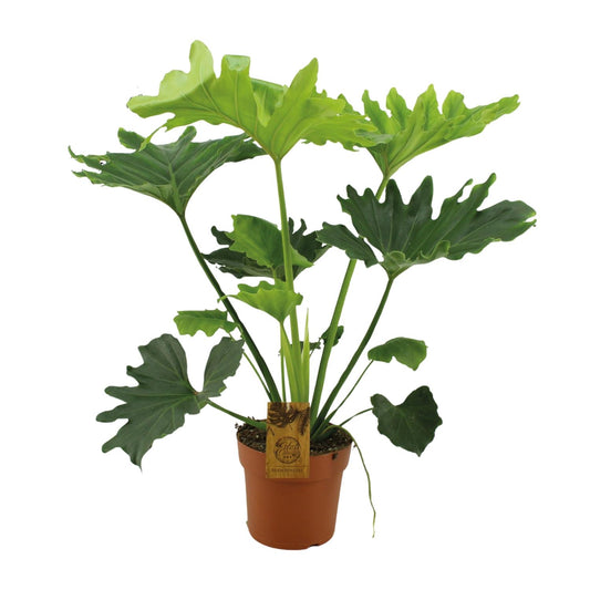Philodendron Selloum Elefantiana - Ø21cm - ↕100cm - Pflanzfix24