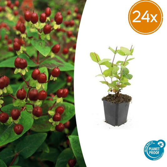 24x Hypericum inodorum 'Beauty' - ↕10-25cm - Ø9cm - Pflanzfix24