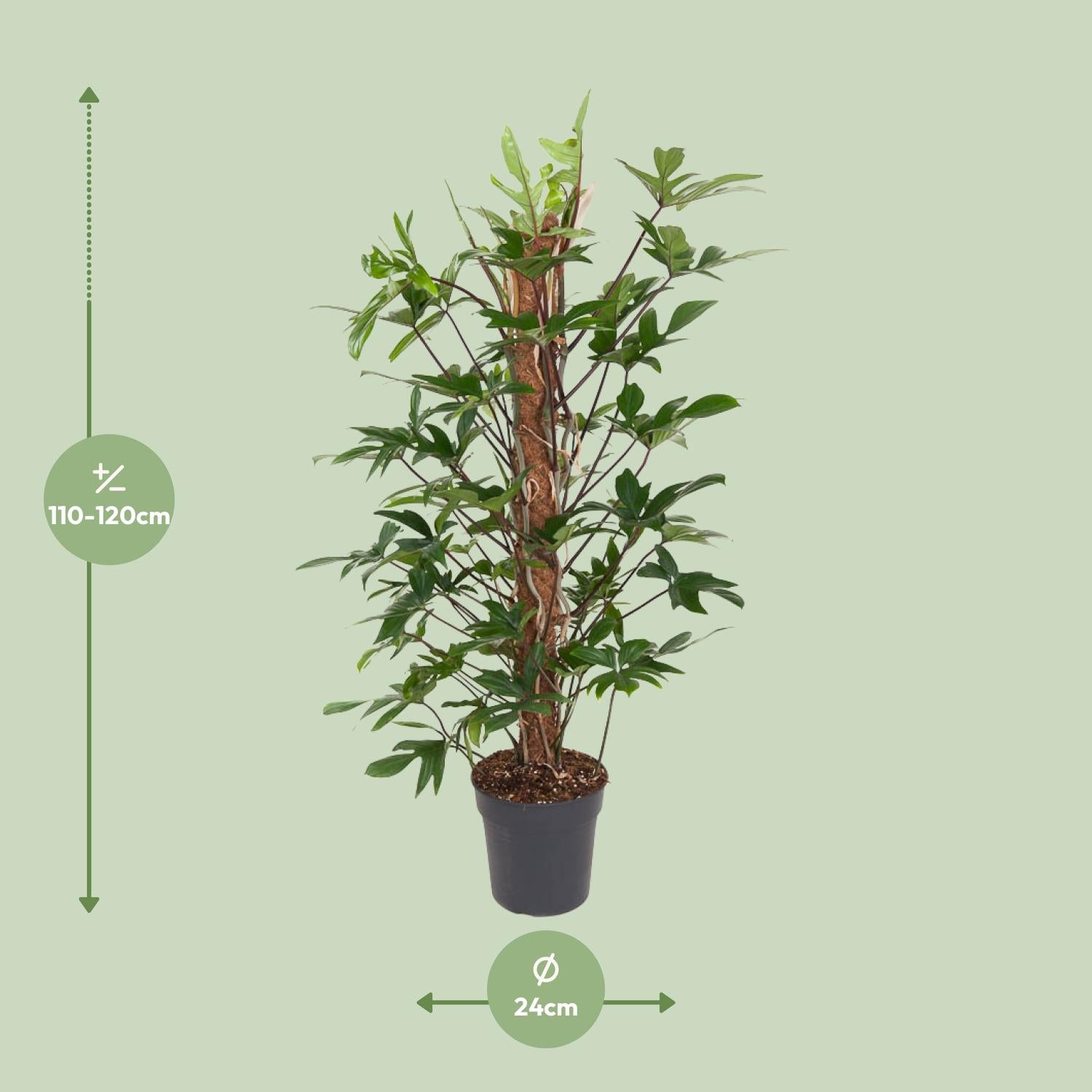 Philodendron Pedatum - Ø24cm - ↕120cm von Pflanzfix24.de - Pflanzfix24.de