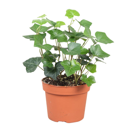 Hedera Hibernica - Ø13cm - ↕30cm by Pflanzfix24