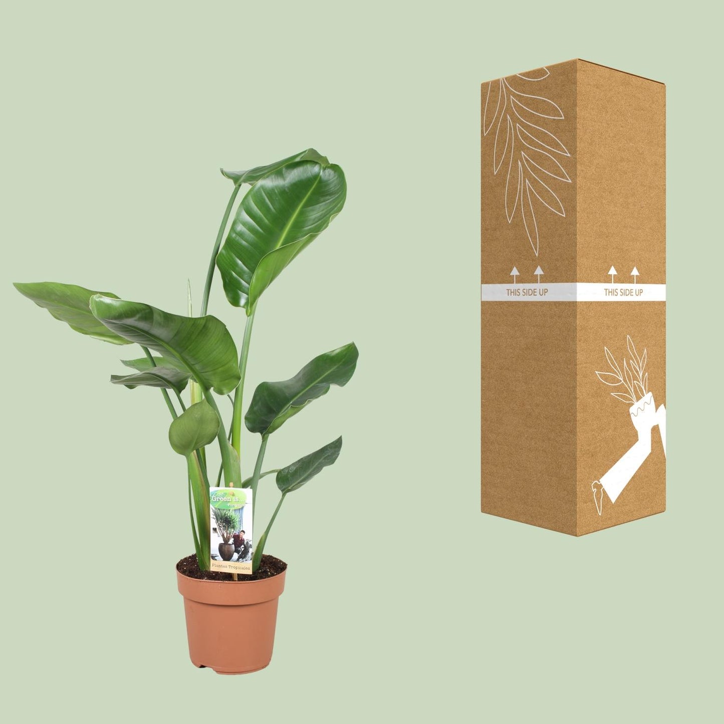 Strelitzia Nicolai Ø17cm Zimmerpflanze 60cm – pflanzfix24