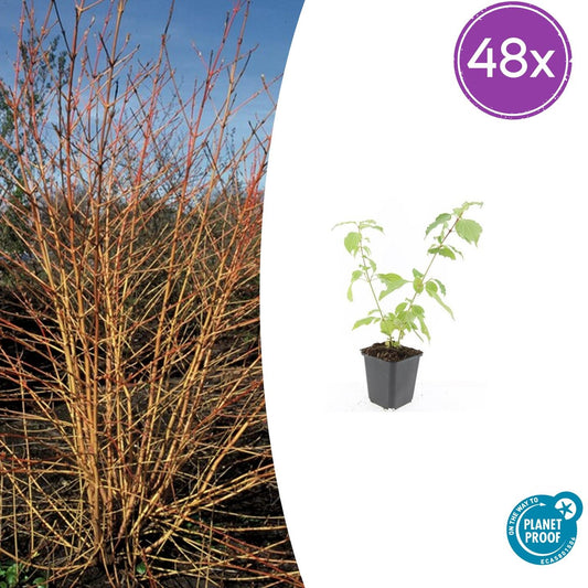 48x Cornus sang. 'Anny's Winter Orange' - ↕10-25cm - Ø9cm - Pflanzfix24