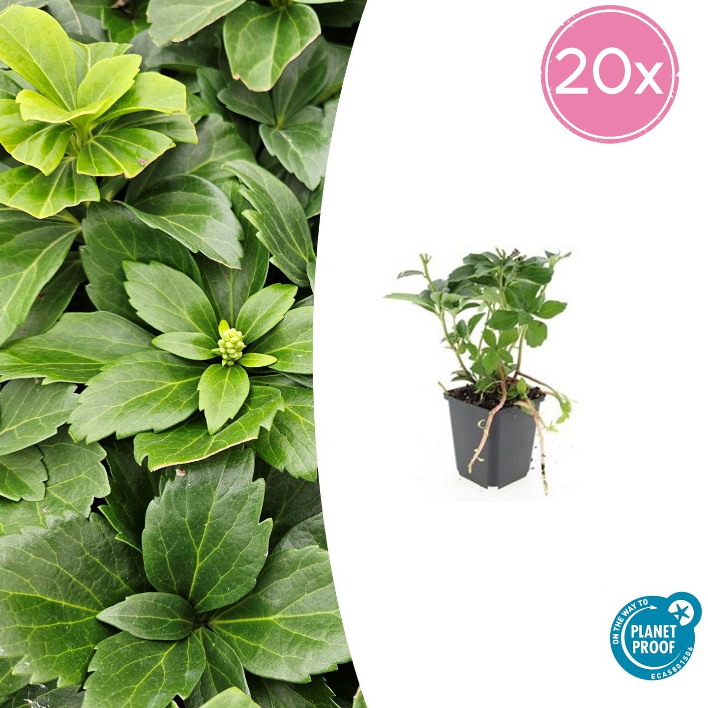 20x Pachysandra terminalis - Japanischer Ysander - Pflanzfix24.de - Pflanzfix24.de