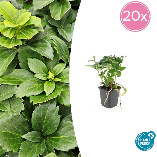 20x Pachysandra terminalis - Japanischer Ysander - Pflanzfix24.de - Pflanzfix24.de