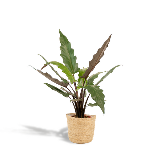 Alocasia Lauterbachiana - Ø19cm - ↕80cm + Korb Selin - Pflanzfix24.de - Pflanzfix24.de