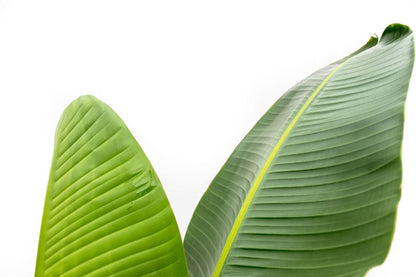 Strelitzia Augusta 210 cm Ø30 – Weiße Paradiesvogel Pflanze | Pflanzfix24.de - Pflanzfix24.de