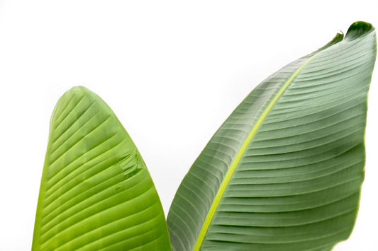 Strelitzia Augusta 210 cm Ø30 – Weiße Paradiesvogel Pflanze | Pflanzfix24.de - Pflanzfix24.de