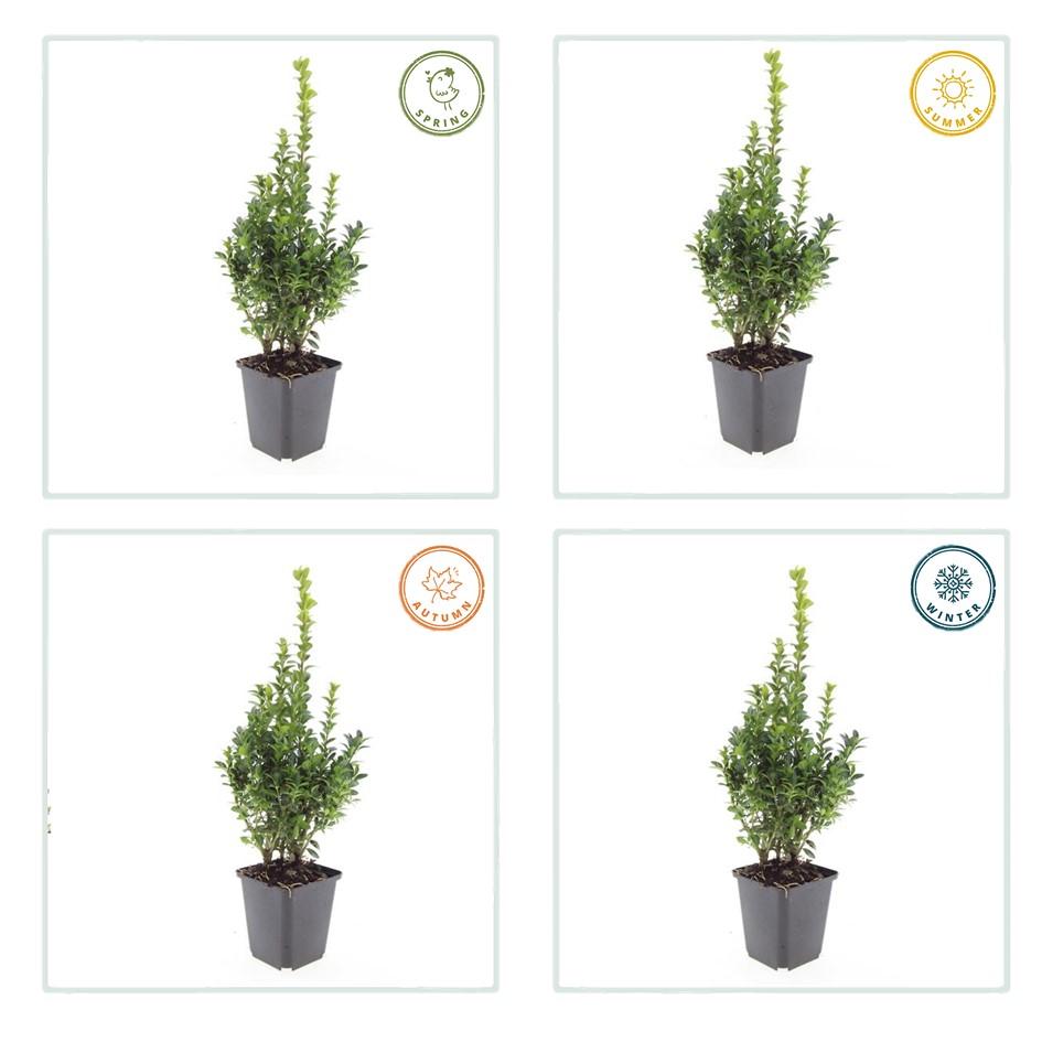 20x Buxus Sempervirens Ø9cm immergrüne Heckenpflanzen – Pflanzfix24.de - Pflanzfix24.de