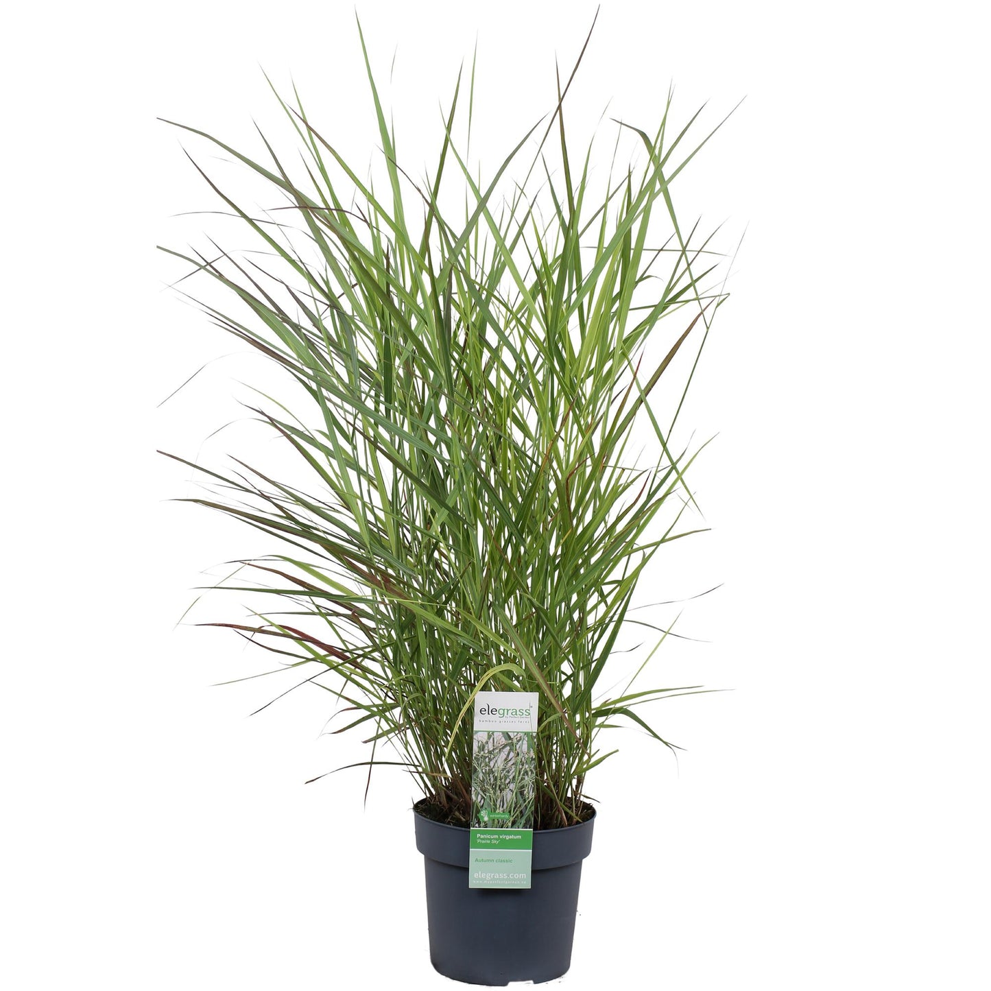Panicum virgatum 'Prairie Sky' - Ø19cm - ↕50cm - Pflanzfix24