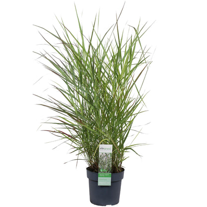Panicum virgatum 'Prairie Sky' - Ø19cm - ↕50cm - Pflanzfix24