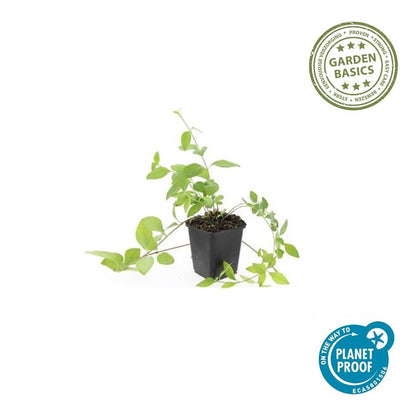 12x Vinca major 'Alba' - pflanzfix24