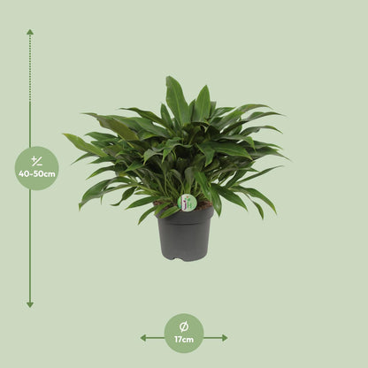 Philodendron Little Phil - Ø17cm - ↕45cm by Pflanzfix24
