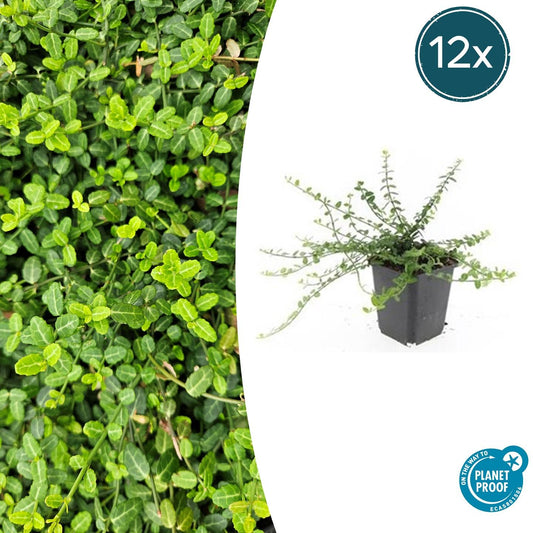 12x Euonymus fortunei 'Minimus' – kompakter Bodendecker | Pflanzfix24.de - Pflanzfix24.de