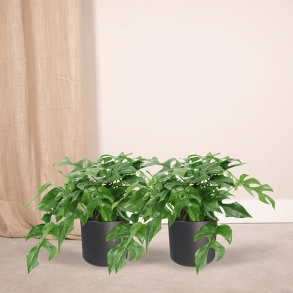 Monstera Minima 2er-Set Ø15cm – Lochpflanze | Pflanzfix24.de - Pflanzfix24.de