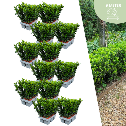 72 x Euonymus 'Green Spire' - 72 x Ø 7 cm - ↨ 15 cm bei Pflanzfix24.de - Pflanzfix24.de