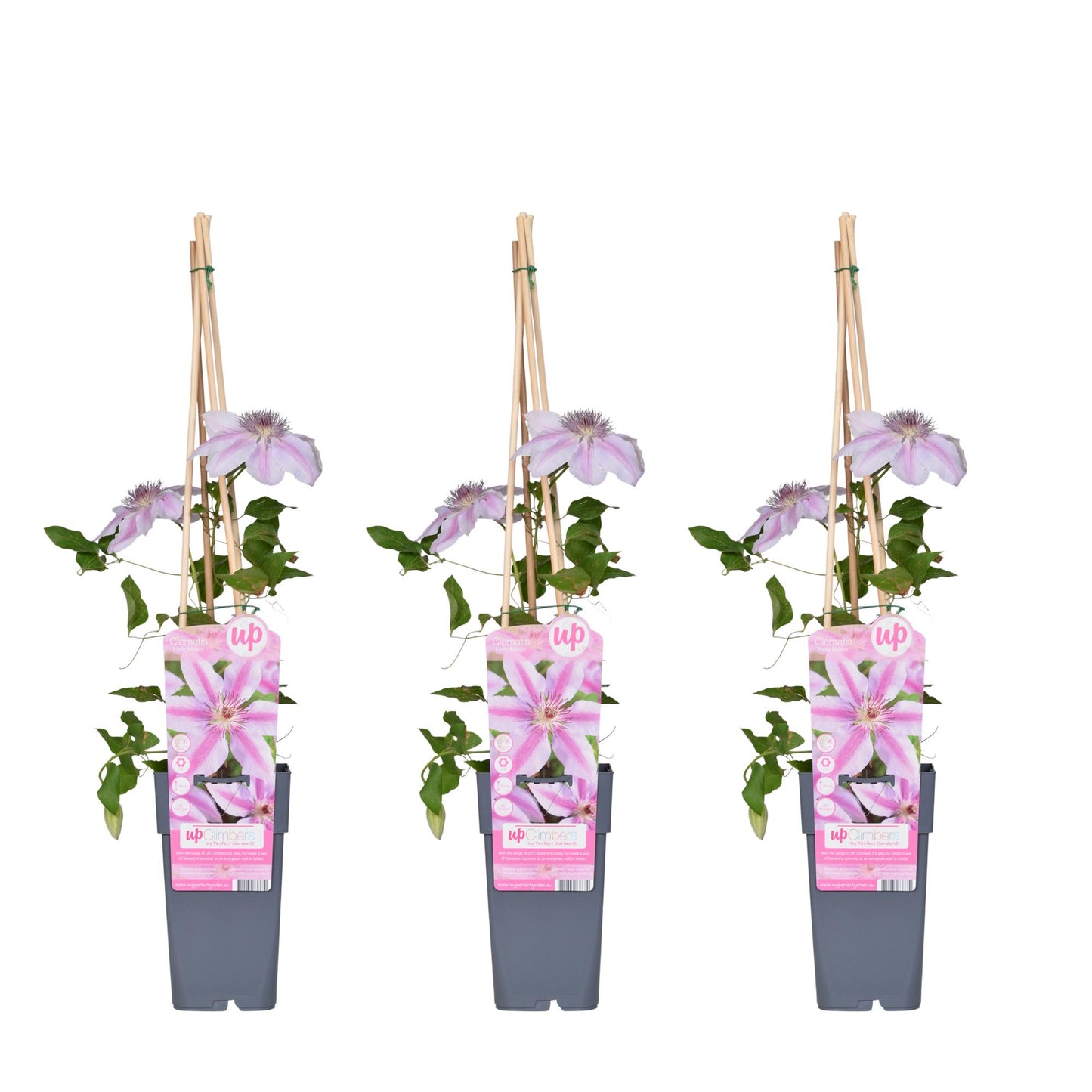 3x - Clematis Nelly Moser - ↨65cm - Ø15 - Pflanzfix24.de - Pflanzfix24.de