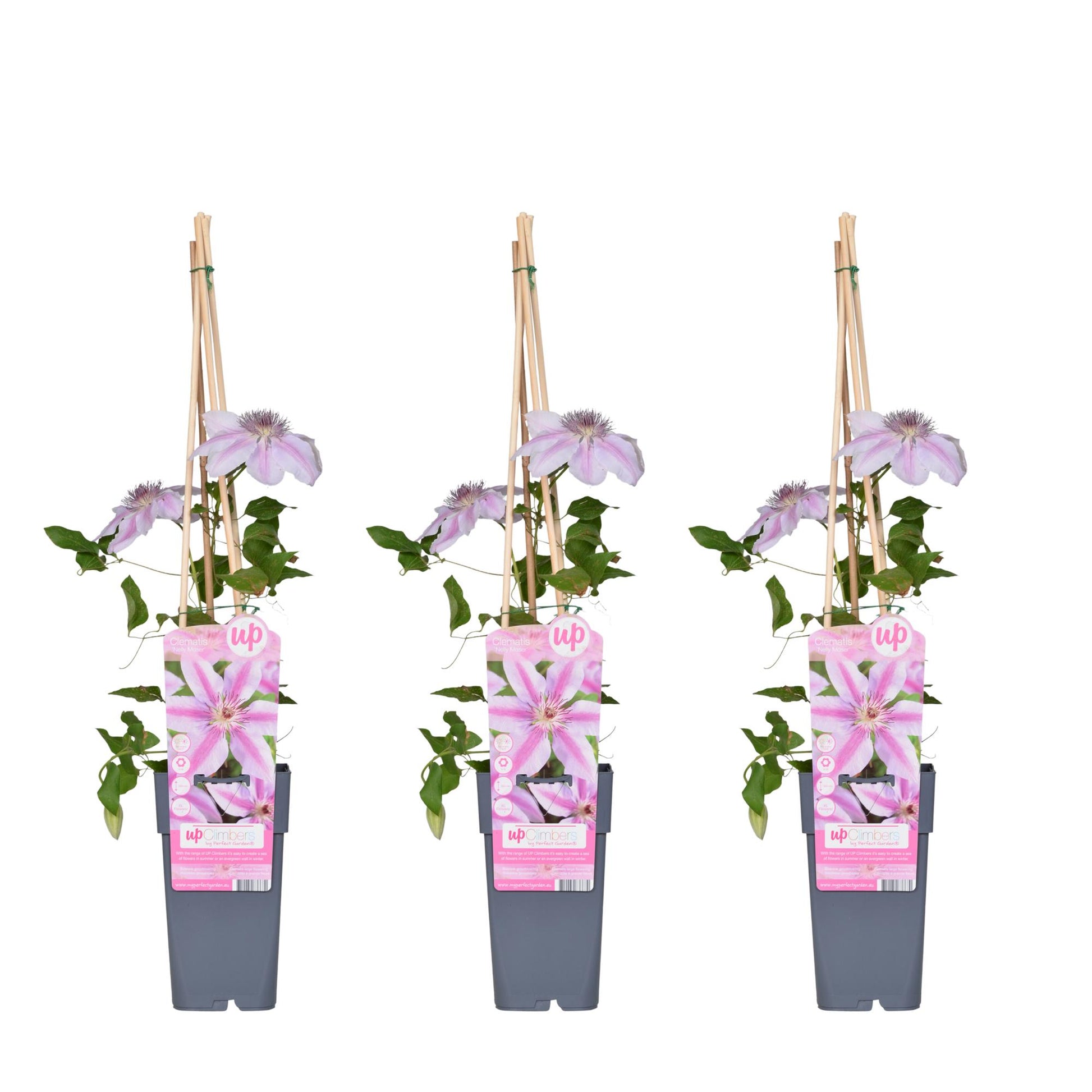 3x - Clematis Nelly Moser - ↨65cm - Ø15 - Pflanzfix24.de - Pflanzfix24.de