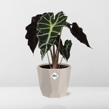 Alocasia 'Polly' in ELHO b.for rock 14 cm warm grey - Pflanzfix24