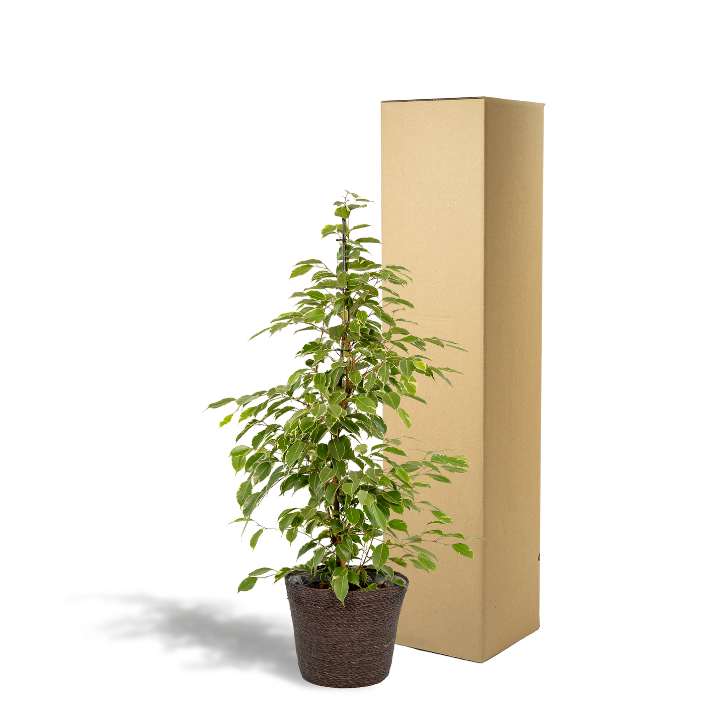 Ficus benjamina Goldenking - Ø21cm - ↕95cm + Korb Igmar - Pflanzfix24
