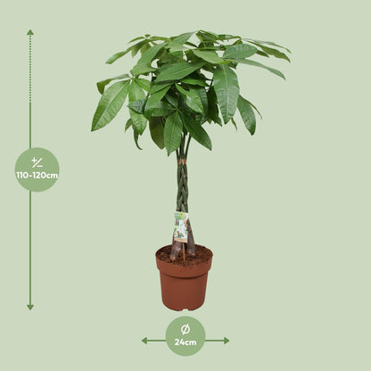 Pachira Aquatica Geldbaum Zimmerpflanze Ø24cm, 120cm hoch - Pflanzfix24.de - Pflanzfix24.de