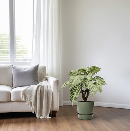 Aphelandra White Wash - Ø15cm - ↕50cm - Pflanzfix24