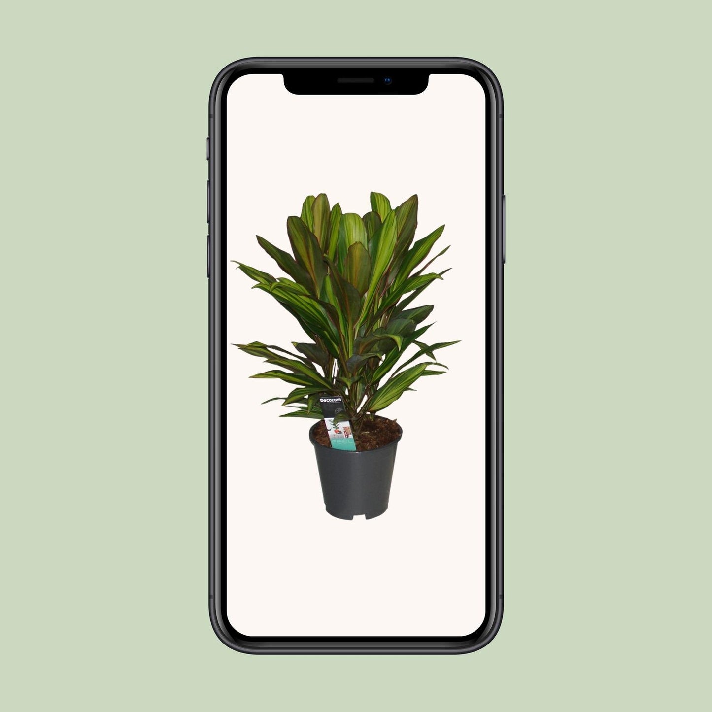 Cordyline Kiwi - Ø19cm - ↕55cm - Pflanzfix24