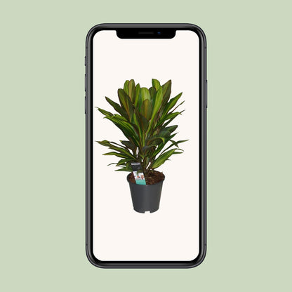Cordyline Kiwi - Ø19cm - ↕55cm - Pflanzfix24