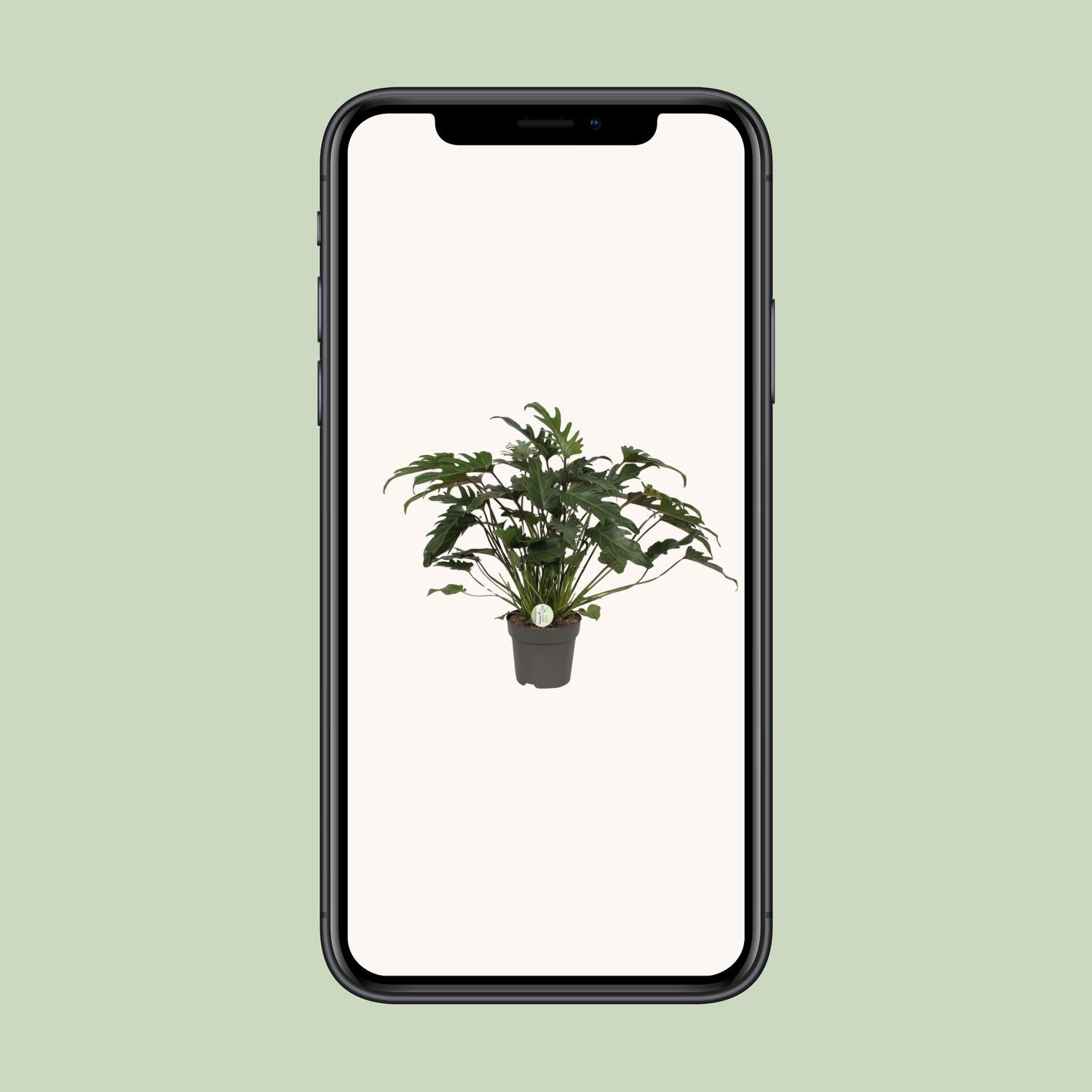 Philodendron Xanadu Ø21cm – Üppige Zimmerpflanze | Pflanzfix24.de - Pflanzfix24.de