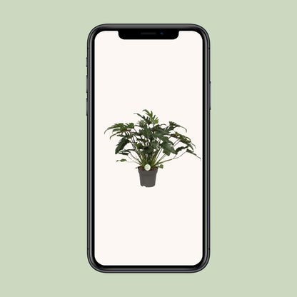 Philodendron Xanadu Ø21cm – Üppige Zimmerpflanze | Pflanzfix24.de - Pflanzfix24.de